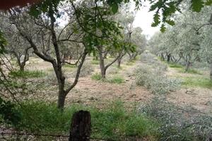 Oliveto