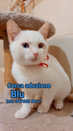 Gattino simil siamese bianco e marrone