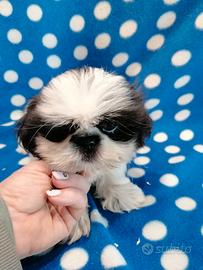 Shih Tzu cucciolo maschio piccolissimo