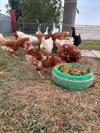 Galline ovaiole e livornesi e OCHE