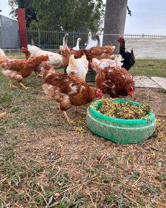 Galline ovaiole e livornesi e OCHE