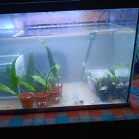 piante vere per acquario 