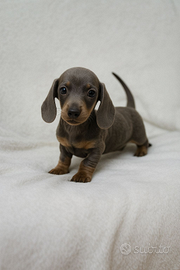 Adorabili cuccioli di Bassotto