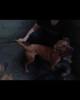 Cani segugio maremmano