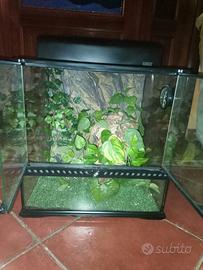 Teca Per Rettili