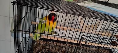 Agapornis personati