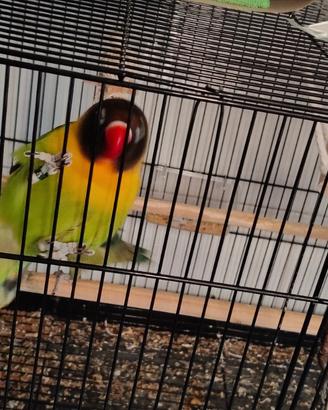 Agapornis personati