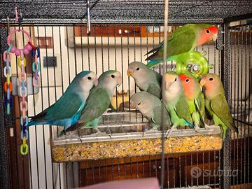 Inseparabili di varie mutazioni di pochi mesi