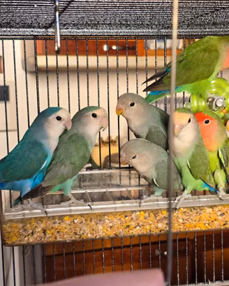 Inseparabili di varie mutazioni di pochi mesi