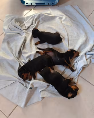 Cuccioli di pincher originali nati il 19luglio