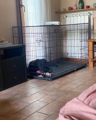 Kennel taglia grande