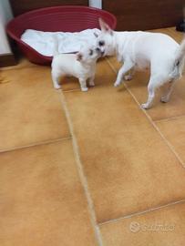 Cucciolo Chiuhuahua