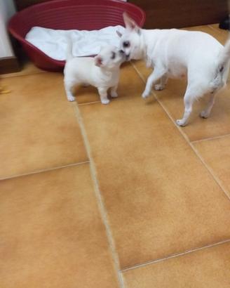 Cucciolo Chiuhuahua