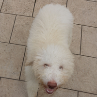 Lagotto romagnolo