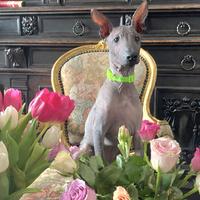 Xoloitzcuintle (Cane Nudo Messicano)