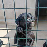 Labrador mix medio piccolo in adozione
