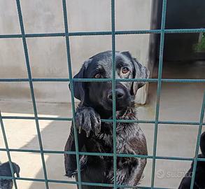 Labrador mix medio piccolo in adozione