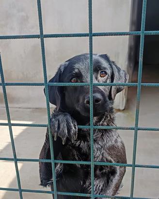 Labrador mix medio piccolo in adozione