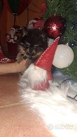 Cani spitz di pomerania