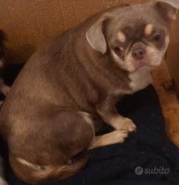 Chihuahua femmina adulta
