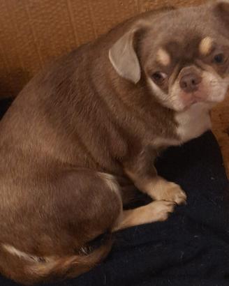 Chihuahua femmina adulta