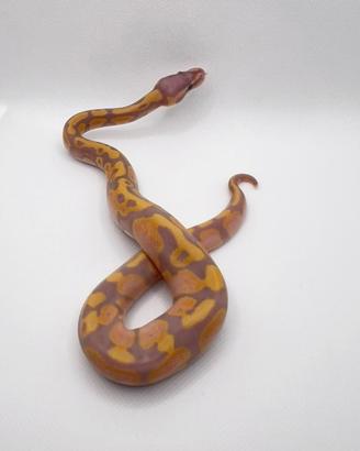 Pitone Reale - Banana het pied 50% het clown