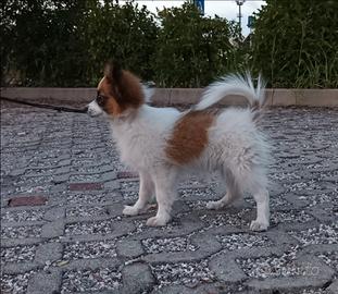 Papillon