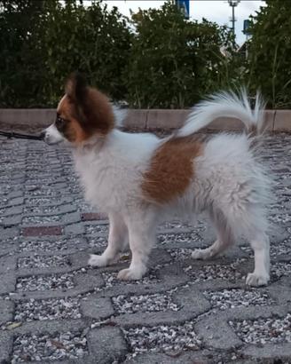 Papillon