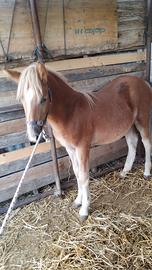 Cavallo haflinger