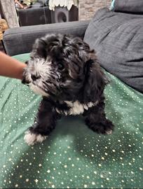 Cuccioli di Shih Tzu - 2,5 mesi - Dolcissimi