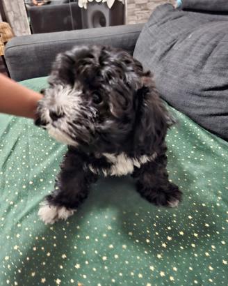 Cuccioli di Shih Tzu - 2,5 mesi - Dolcissimi