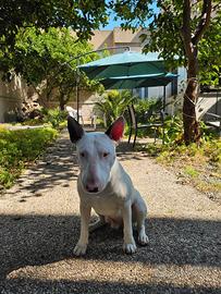 Bull Terrier maschio disponibile per monta