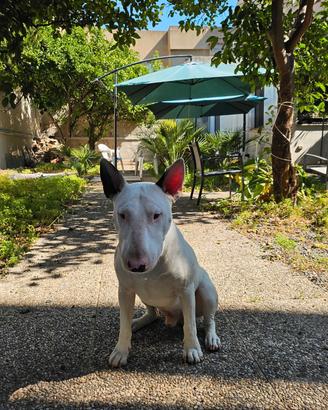 Bull Terrier maschio disponibile per monta