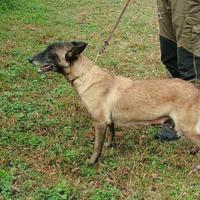 Cuccioli di pastore belga malinois