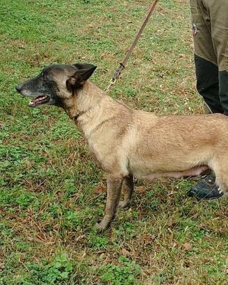 Cuccioli di pastore belga malinois