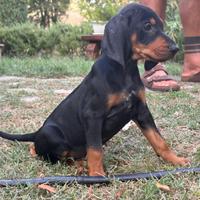 Cuccioli Segugio Italiano nero focato