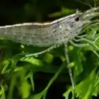 Gamberetti l'acqua dolce