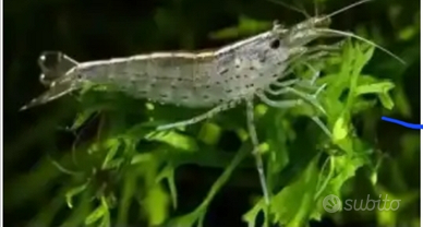 Gamberetti l'acqua dolce