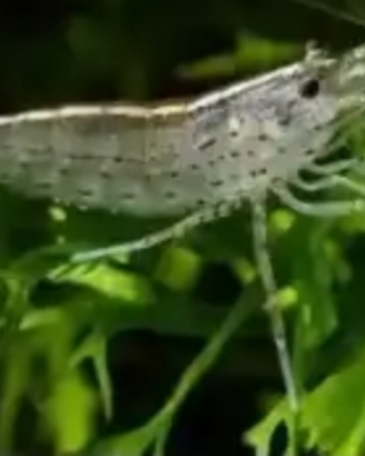 Gamberetti l'acqua dolce