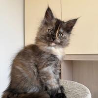 Cucciola maine coon con pedigree
