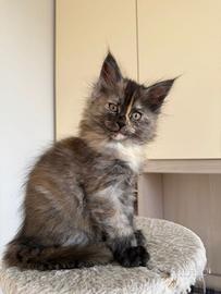 Cucciola maine coon con pedigree