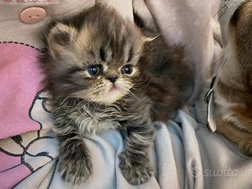 Persiani cuccioli maschio e femmina