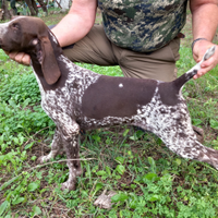 Cuccioli di bracco tedesco