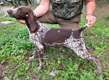 Cuccioli di bracco tedesco
