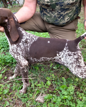 Cuccioli di bracco tedesco