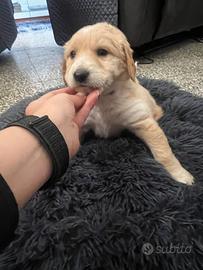 Cuccioli incrocio Labrador