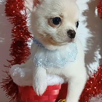Chihuahua maschietto con pedigree