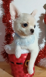Chihuahua maschietto con pedigree