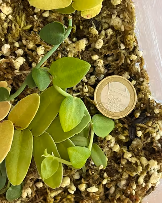 Talea Rhaphidophora hayi