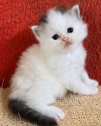 Persiano (maschietto)